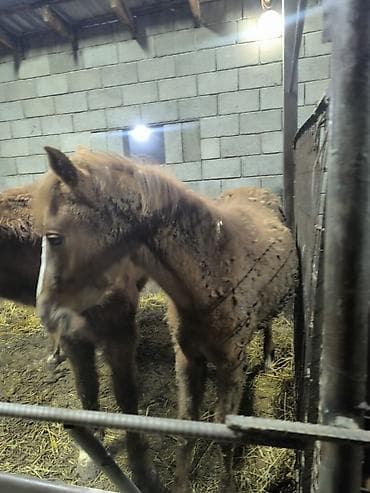 сколько стоит пони: Продаю | Кобыла (самка) | Для разведения — 9