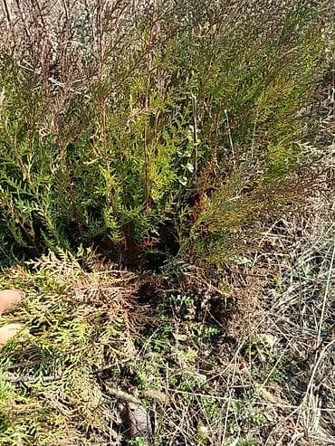 гирлянда шторы: Туя книжная — 1