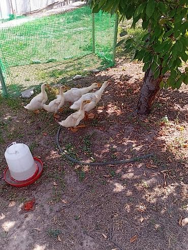 индоутка цыплята: Молодняк водоплавающей птицы (утята) - Возраст: примерно 3–5 недель — 2