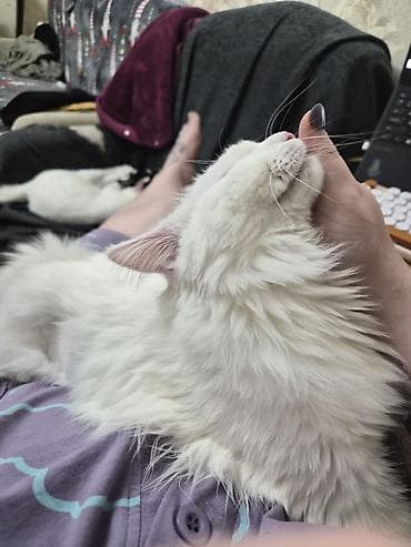 белый мёд: Кошка даром: Ангорская, 9 месяцев, Девочка, Кастрирована, Метис, Приучена к лотку — 9