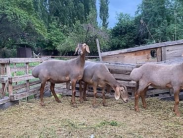 индюк цена: Продаю | Овца (самка) | Арашан | Для разведения — 2