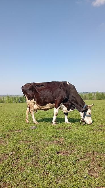 сом рыба: Продаю | Корова (самка) | Для молока | После отела — 4