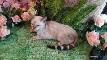 купить породистых котят: Шикарные бенгальские котята 3-4мес. Лучший подарок для любящего — 17