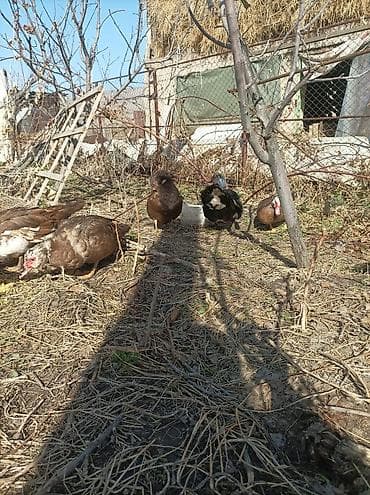 Аквариумы: Мускусные утки (индоутки), домашнее подворье. - Порода: мускусная — 2