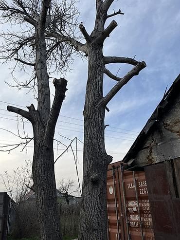 тополя на дрова: Продам Ореховая деревья Большой один из них ровный. Жангак сатылат — 3