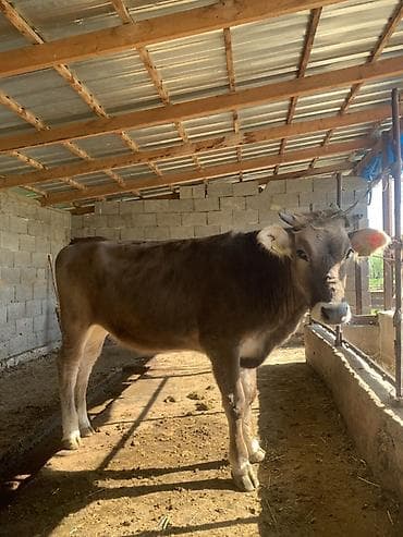 зоомагазин бишкек птицы: Продаю | Корова (самка) | Алатауская | На откорм | Привязанные — 3