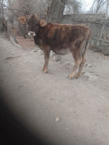 сухое молоко для животных: Телёнок мясо-молочного направления. - Порода/масть: бурый, ровная — 1