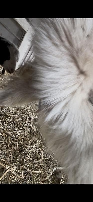 молоко осла: Продаю | Коза (самка) | Для молока — 3