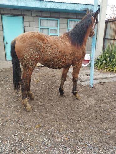 ит аттары: Сатам | Байтал | Союуга — 8