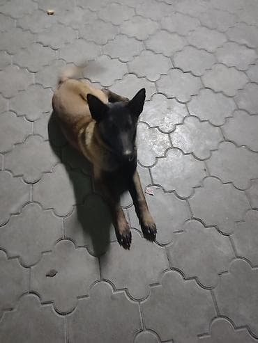 профессиональная дрессировка собак: Порода: бельгийская овчарка (малинуа) Родословный, есть все неоходимые — 5