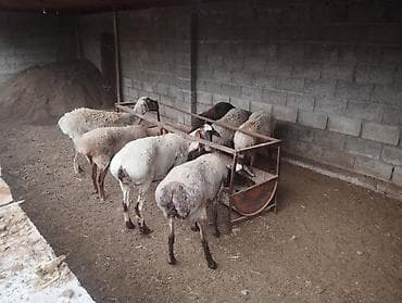 бараны: Продаю | Баран (самец) — 5