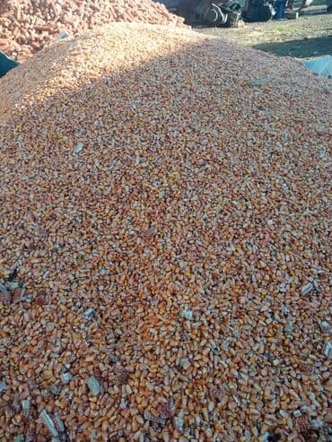 Кукуруза В розницу, Самовывоз