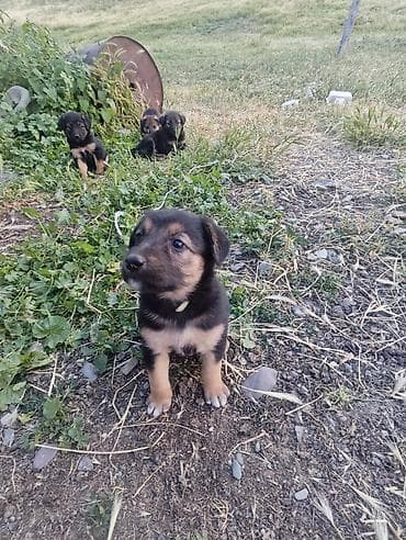 Щенки Полуовчарка+Тайган Описание: - Активные щенки с чёрным