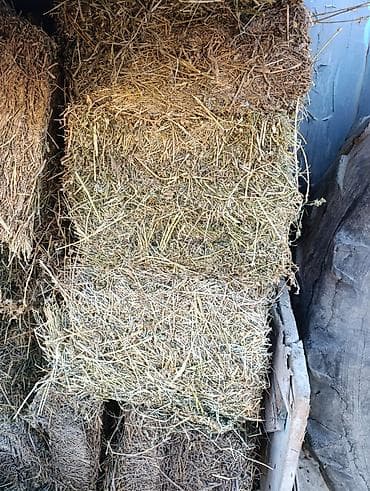 ☘️Продаю Клевер в тюках☘️ Прошлогодний клевер 3 кос☘️ 200 тюк есть