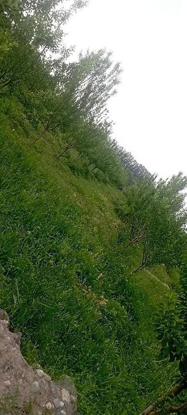 Срочно продаю.1 га плодовый сад (молодые деревья) - Ухоженные ряды