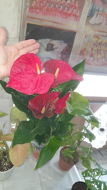 🔥 Антуриум-гигант — эффектный подарок и украшение дома 🔥 Крупный