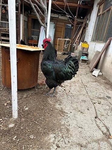 талас мал базар: Продаю | Цыплята — 5