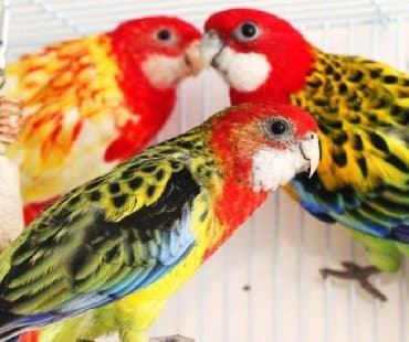 питьевые витамины для волнистых попугаев: Волнистые попугайчики а так же есть разные виды Кареллы, Неразлучники — 6