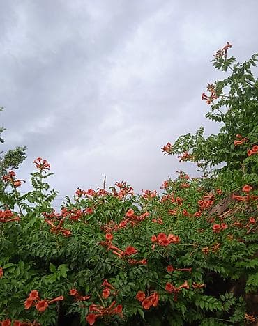 отростки цветов: Самовывоз — 1