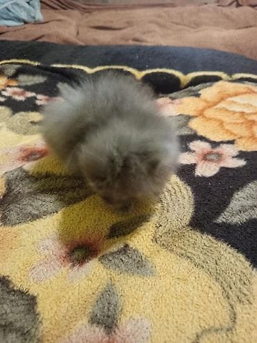 scottish fold: Продам котят британские голубой окраски цена договорная цена — 3