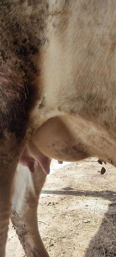 прадаю корова: Продаю | Корова (самка) | Полукровка | Для молока | После отела — 3