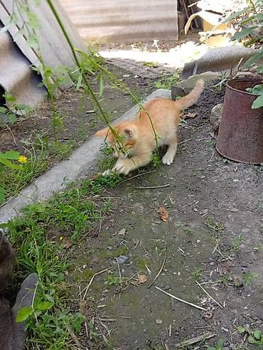 Кошки: Кошка даром: Беспородная, Мальчик, Приучена к лотку — 4