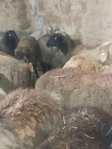 продаю фазан: Продаю | Овца (самка) | Для разведения | Матка — 8