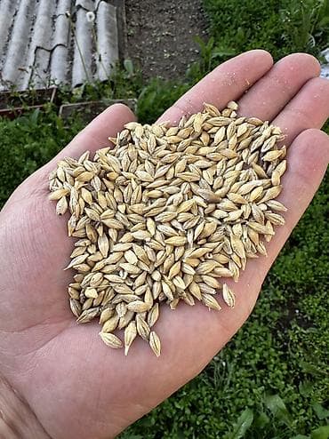 Животные: Арпа сатылат (ячмень) местный для корма 1500 тонны осталось Цена — 1