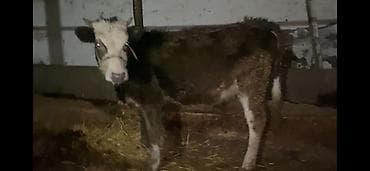 таза канду тайлар: Продаю | Корова (самка), Тёлка — 3