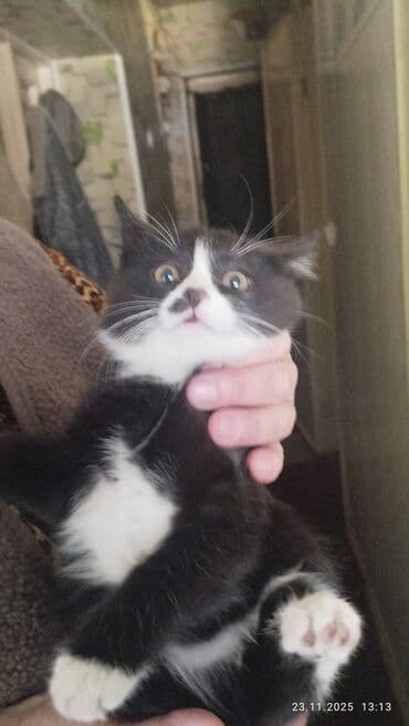 кошка вязка: Сибирская, 2 месяца, Мальчик, Рыжий, Приучена к лотку — 8