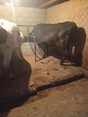 карову: Продаю | Корова (самка) | Голштин | Для молока | Привязанные — 4