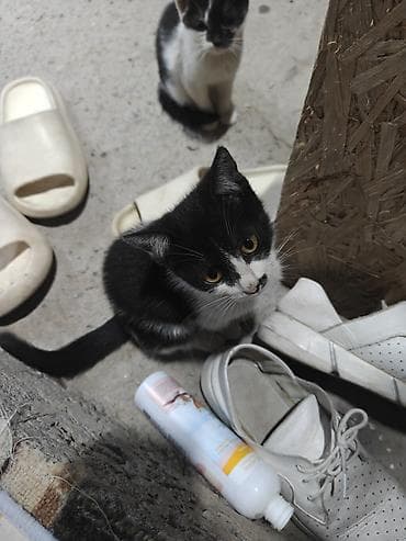 ящик аары: Котята, домашние любимцы. жалко их выбрасывать . поэтому если есть — 5