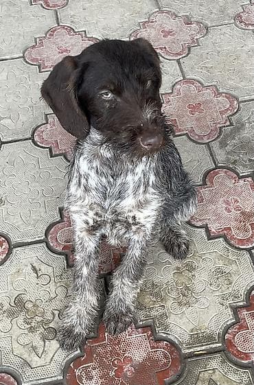 Дратхаар, 5 месяцев, Самка, С прививкой