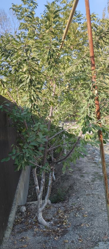 саженцы розы: Делаем хорошую ОБРЕЗКУ плодовых деревьев. от 💯 до 500 сомов — 2