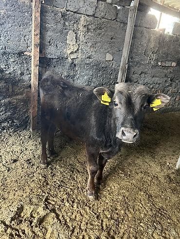 молочное оборудование: Продаю | Бык (самец) | На откорм | Привязанные — 3