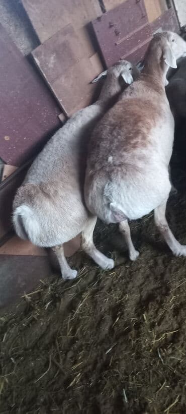 продаю дойную козу: Продаю | Овца (самка) | На забой | Матка — 2