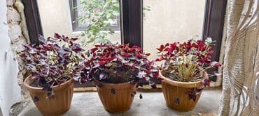 цветы гартензии: Цветы — 6