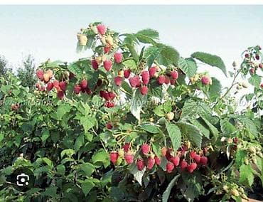 фрукты банан: Малина кочоттору сатылат. Польшадан заказ кылынган момосу чонаябай — 3