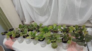 одежда оптом дордой: Продаю комнатные, домашние цветы. В новых горшках и хорошем — 29