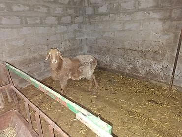 для овец: Продаю | Овца (самка) | На забой, Для разведения | Ярка — 4