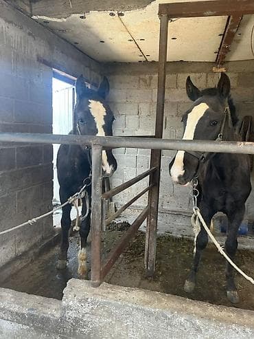 ат бычмал: Продаю | Жеребец | Рабочий — 6