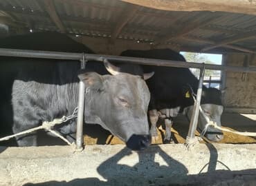 франсуский бульдог: Продаю | Бык (самец) | На откорм | Привязанные — 1