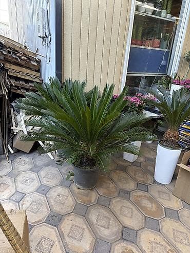 комнатный эшиктер: Комнатные и уличные растения в горшках - Большой выбор цветущих и — 10