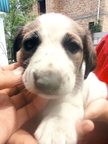 щенки белгийскоц овчарки: Ит бекер берилет: 2 айлык, Эркек — 2