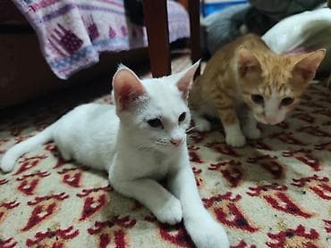 d cat: КОТЁНОК БЕЛЕНЬКИЙ ДЕВОЧКА 2,5 МЕСЯЦА. Котята домашние — 6