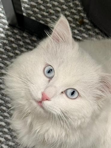 отдам котенка в добрые руки: Кошка даром: Персидская, 1 год, Мальчик, Кастрирована, Приучена к лотку, Проглистована — 2