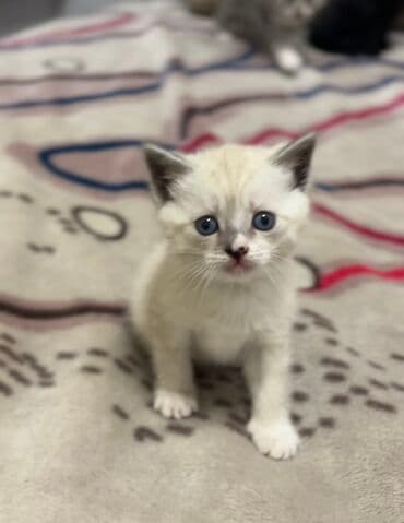 вислоухие кот: 1 месяц, Мальчик, Серебристая шиншилла, Метис, Приучена к лотку — 3