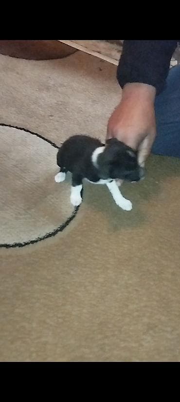 chi su: Готовы к продажи щенки Той терьера. Три мальчика и одна девочка — 2