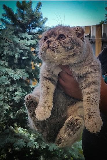 белые котенки: Шотландский вислоухий кот (скоттиш‑фолд), окрас голубой табби — 2