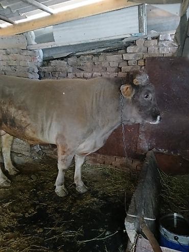 Корма для с/х животных: Продаю | Бык (самец) | На откорм | Привязанные — 1